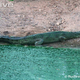 Illustration for article titled Sunday Crocodilian - Gavialis gangeticus Edition